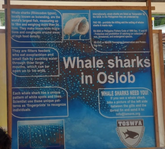 Oslob whale shark conservation education