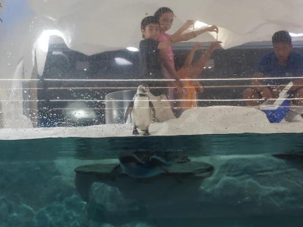 Penguin feeding at Cebu Ocean Park