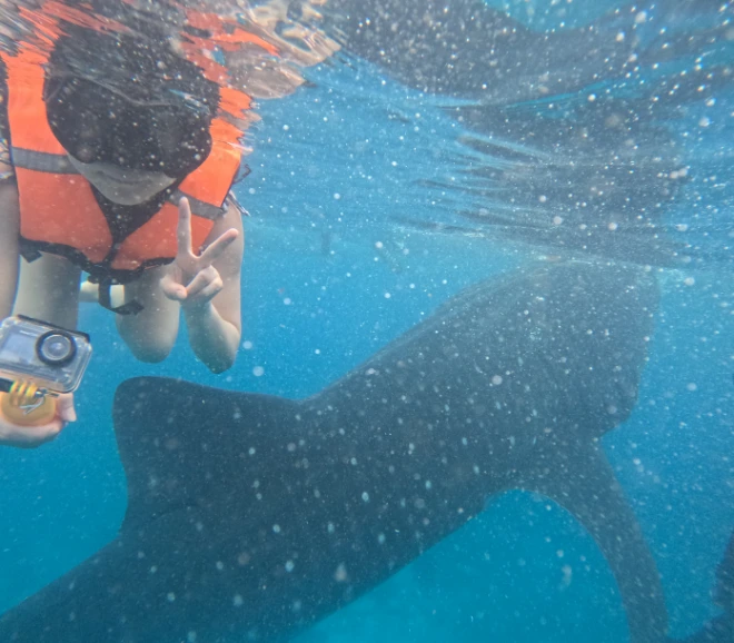 Photo with the whale shark
