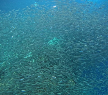 Close shot for Napaling sardine storm