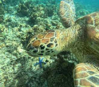 Close shot of sea turtle