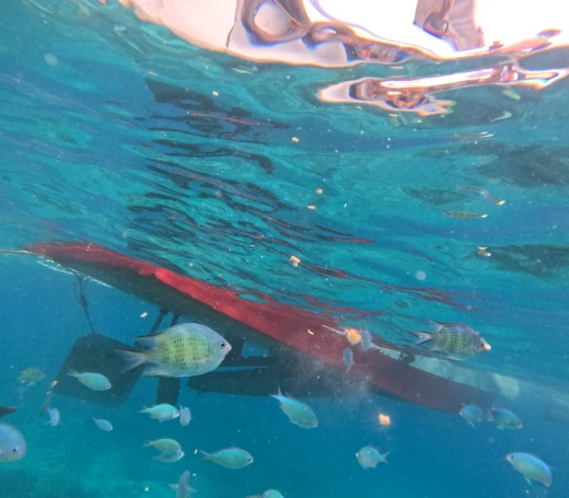 Coral fish near Balicasag islnd