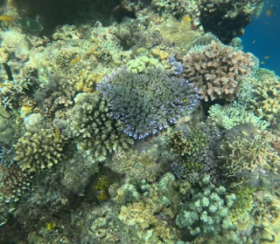 Coral reef at Napaling diving area