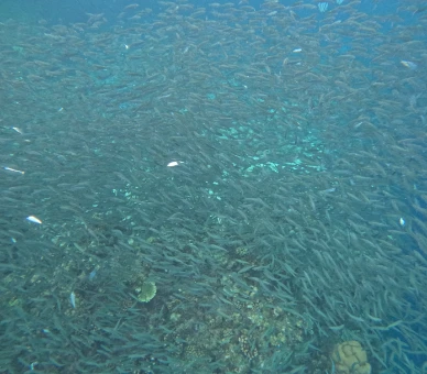 Close shot of sardine run Napaling