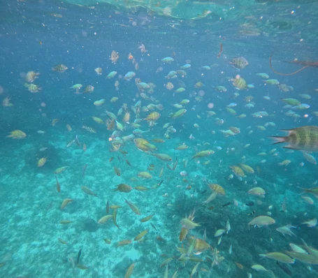 More coral fish
