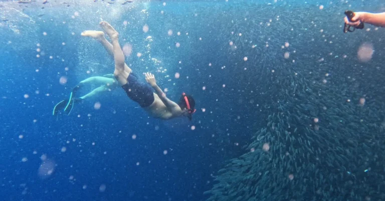 Napaling-Sardine-Run-Feature-Page