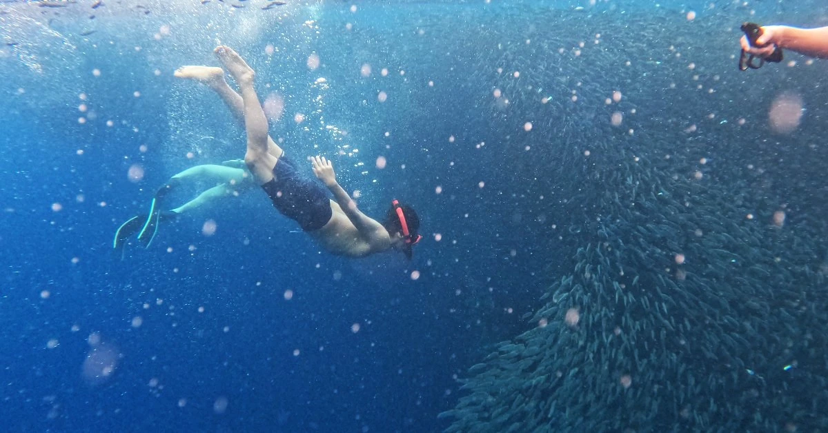 Napaling-Sardine-Run-Feature-Page