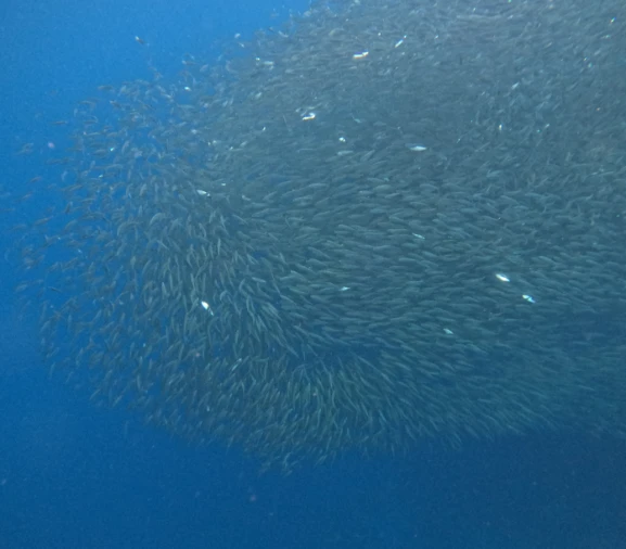 Napaling sardine storm