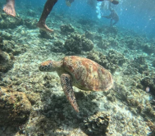 Sea turtle at Balicasag
