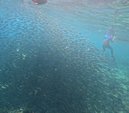 You will be surrounded by the sardine storm