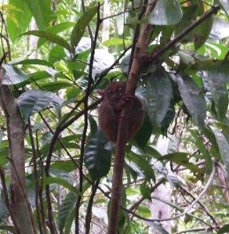 The Tarsier