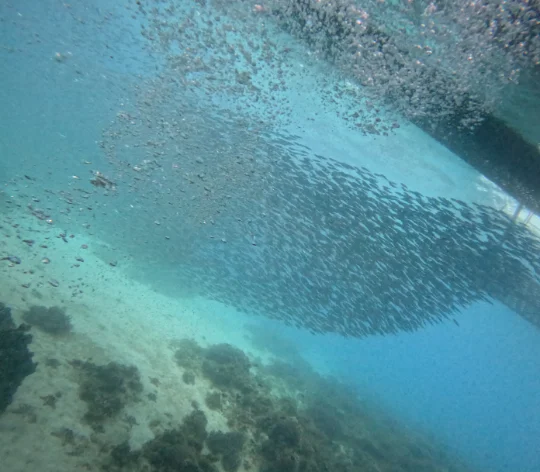 Encountering sardine run during diving