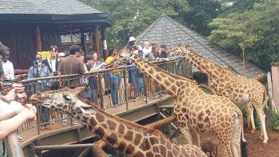 The crowd feeding the Giraffes