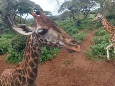 Close shot of a Giraffe