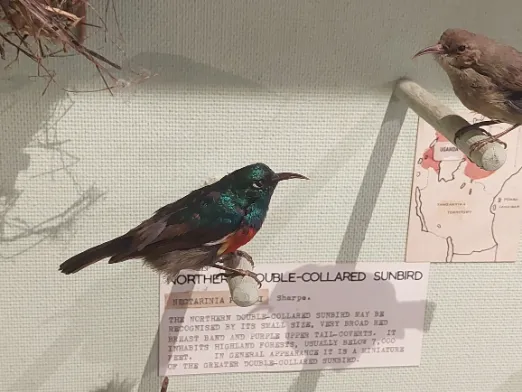 Bird exhibitions