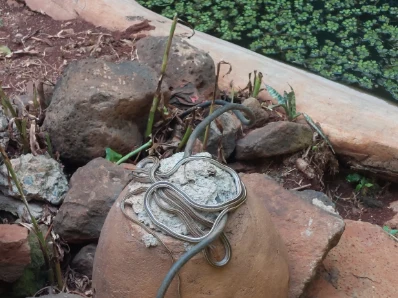 Snake park near the national museum