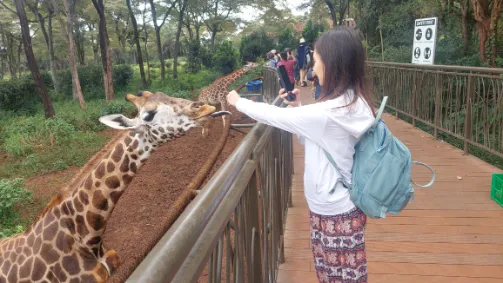 The Giraffe will take the pillet with their tongue