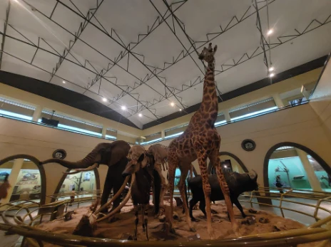 The big five in national museum