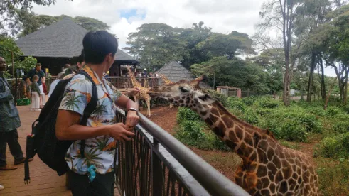 There are around 4 to 5 rothschild giraffes in the center