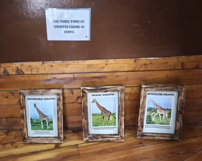Three types of Giraffes found in Kenya