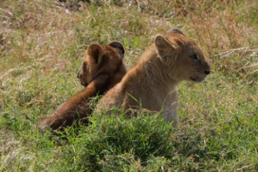 2 baby lions Serengeti