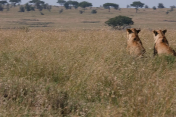 2 female lions Serengeti