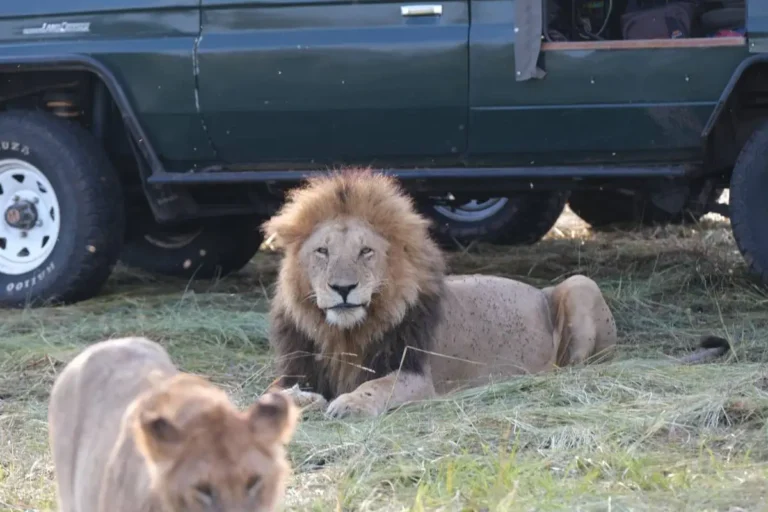 3-day-2-night-Masai-Mara-Safari-Review