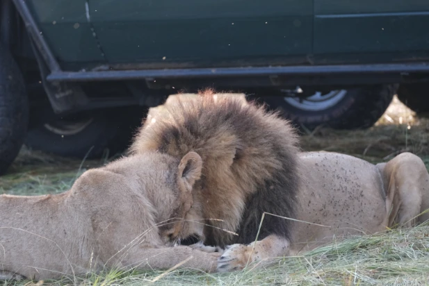 A Lion Couple near a Jeep