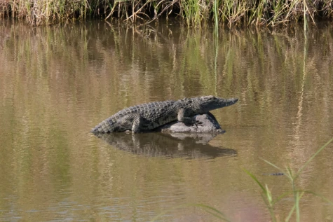 A baby crocodile Serengeti