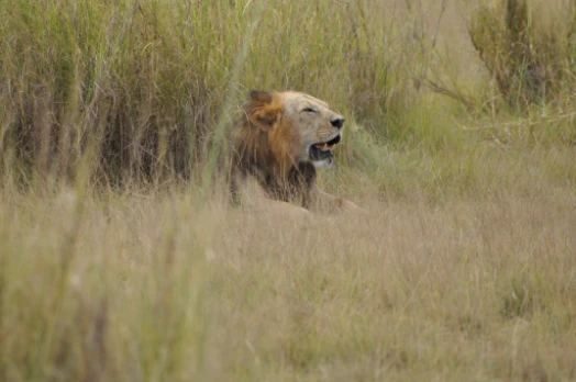 A bald hair lion Amboseli National Park