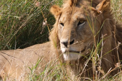 A confident male lion Serengeti