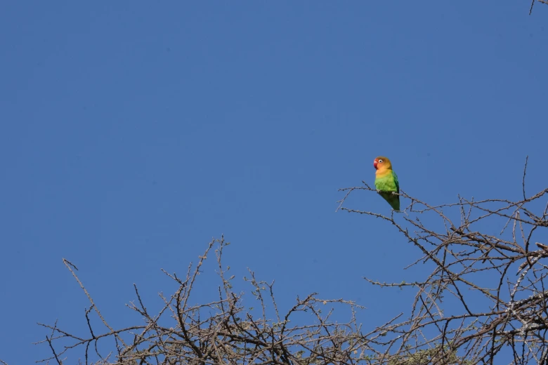 A fischer love bird on the tree Serengeti