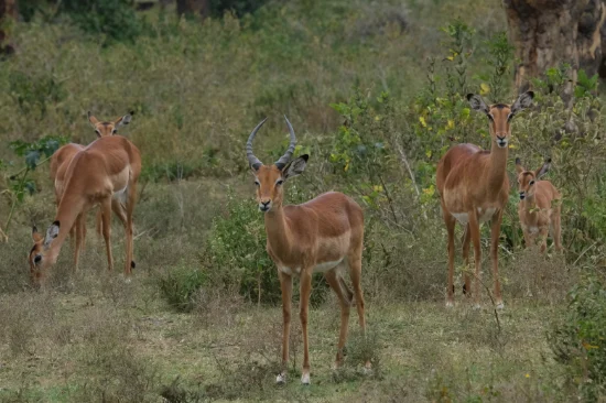 A group of Thomson's Gazelle on the private sanctuary