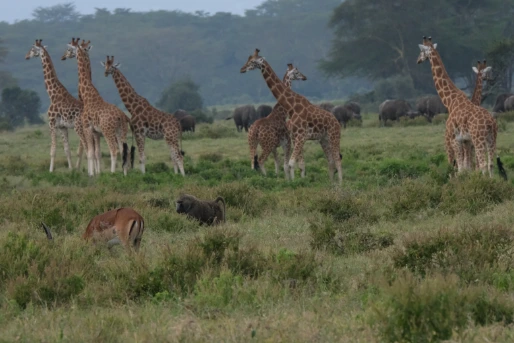 A landscape of herbivores
