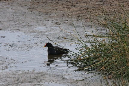 A moorhen Serengeti
