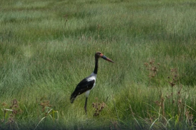 A saddle-billed stork Amboseli
