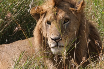 A surprised male lion Serengeti