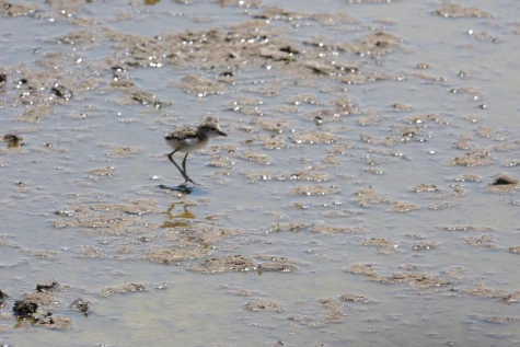 A young black-winged stilt