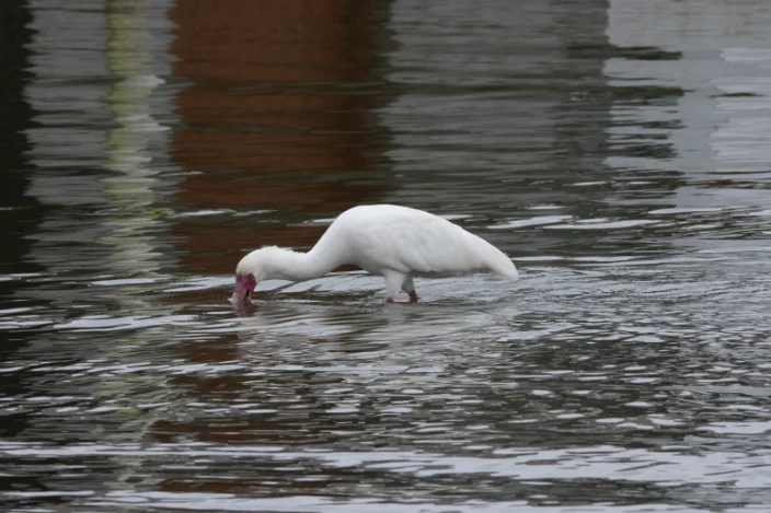 Afican Spoonbill