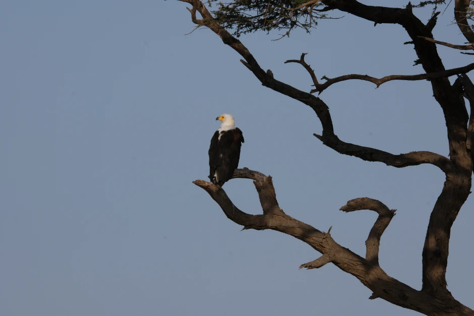 African fish eagle Amboseli