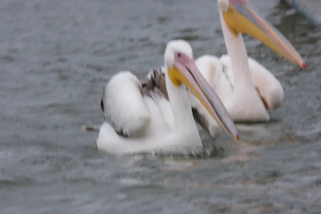 African pelicans