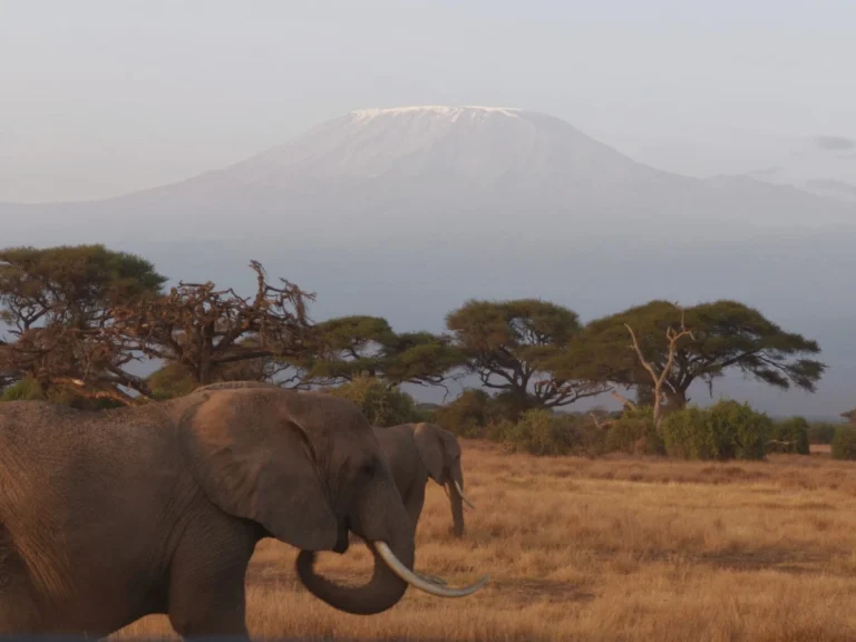 Amboseli-National-Park-Review-Feature-Page