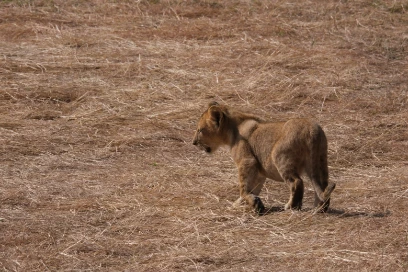 Another baby lion Serengeti