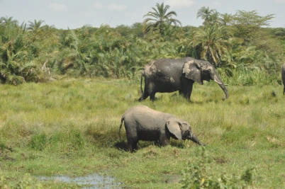 Baby elephants playing with water