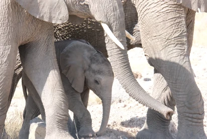 Baby elephants under mother protection