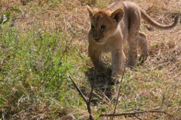 Baby lion Serengeti
