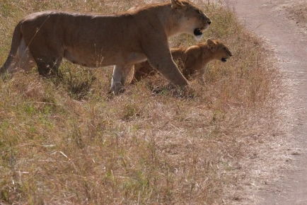 Baby lion and mother Serengeti