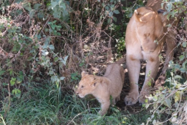 Baby lion and mother in bush Serengeti