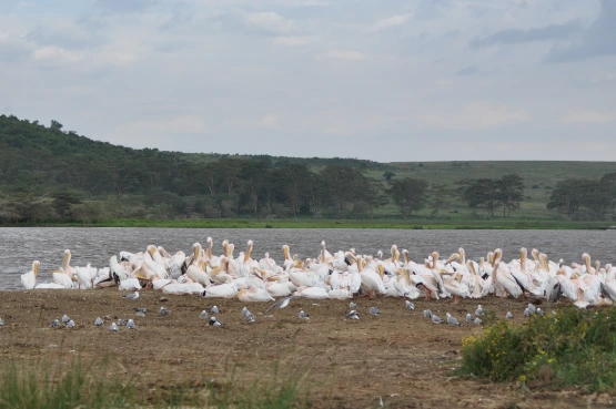 Beautiful Lake Nakuru Flamingos