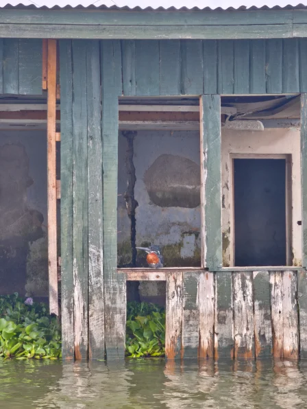 Birds at the wreck during the boat tri[